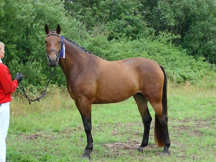 Oldenborg Jackie - Kåring 2009 billede 1