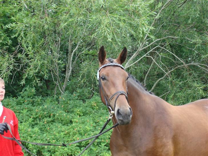 Oldenborg Jackie - Kåring 2009 billede 2