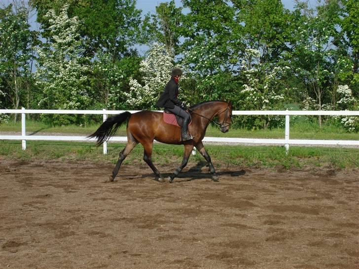 Oldenborg Jackie - Gitte og Jackie billede 4