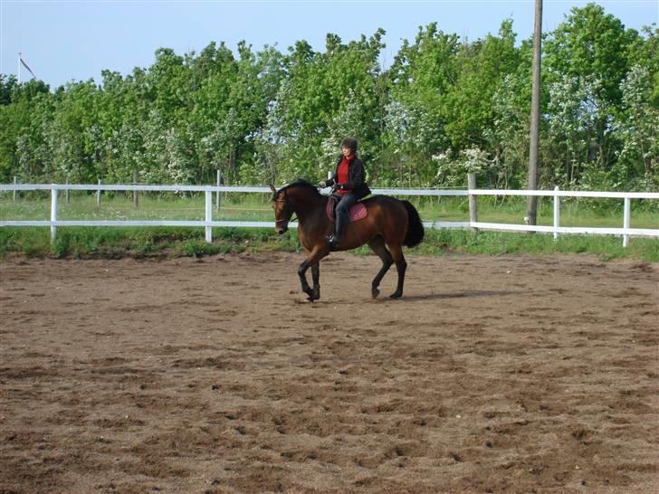 Oldenborg Jackie - Gitte og Jackie billede 5