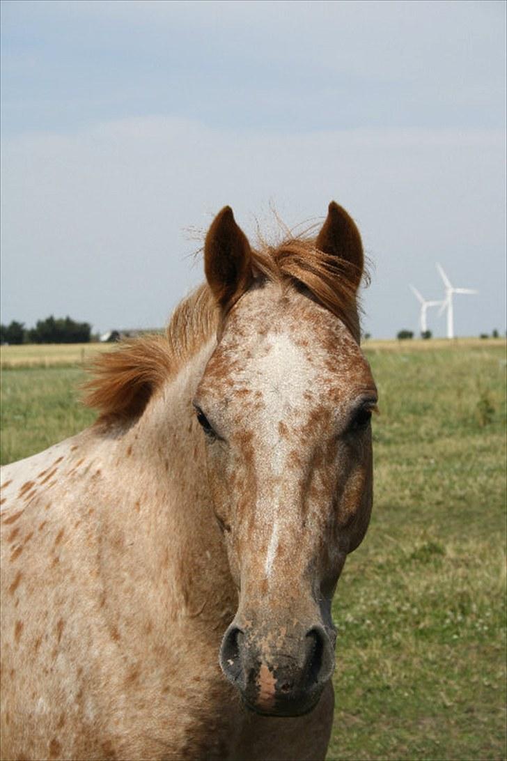 Knabstrupper Apachie <3 - Velkommen til Apachies profil.  {foto: nathalie} billede 1