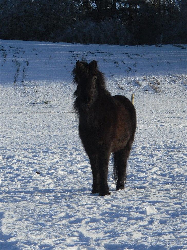 Islænder Náttgjólá billede 3