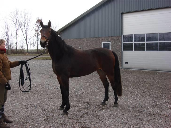 Oldenborg Jackie - Gitte og Jackie billede 6
