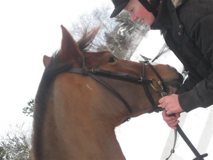 Anden særlig race Starlight (var låne pony) - starlight i snen !! billede 1