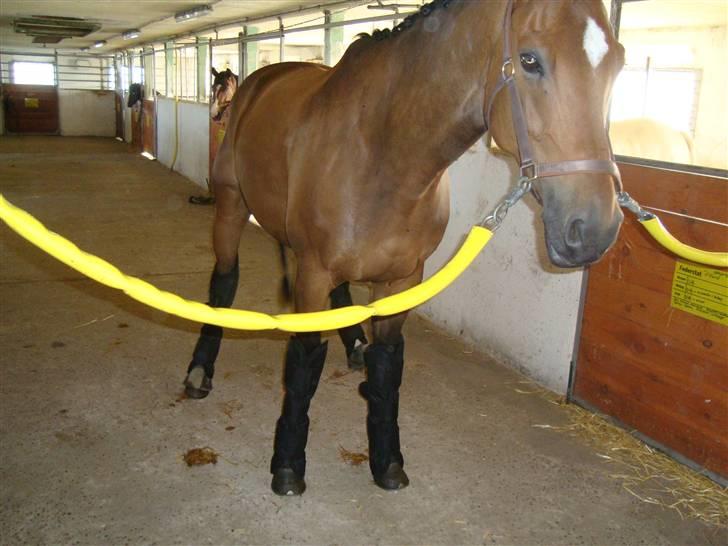 Hollandsk Varmblod Replay m. billede 15