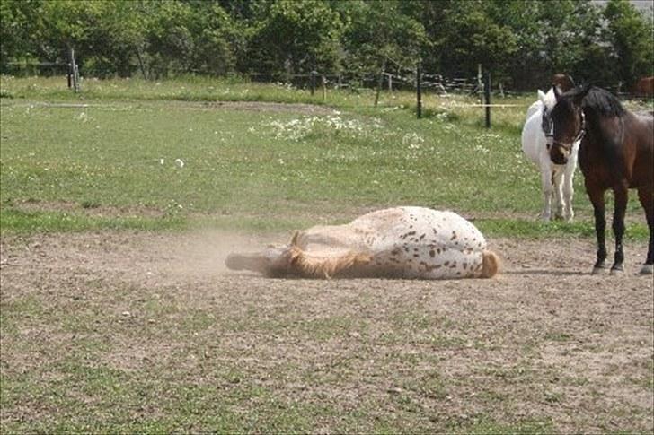 Knabstrupper Apachie <3 - "jeg har et hårdt liv.. " {foto: nathalie} billede 5