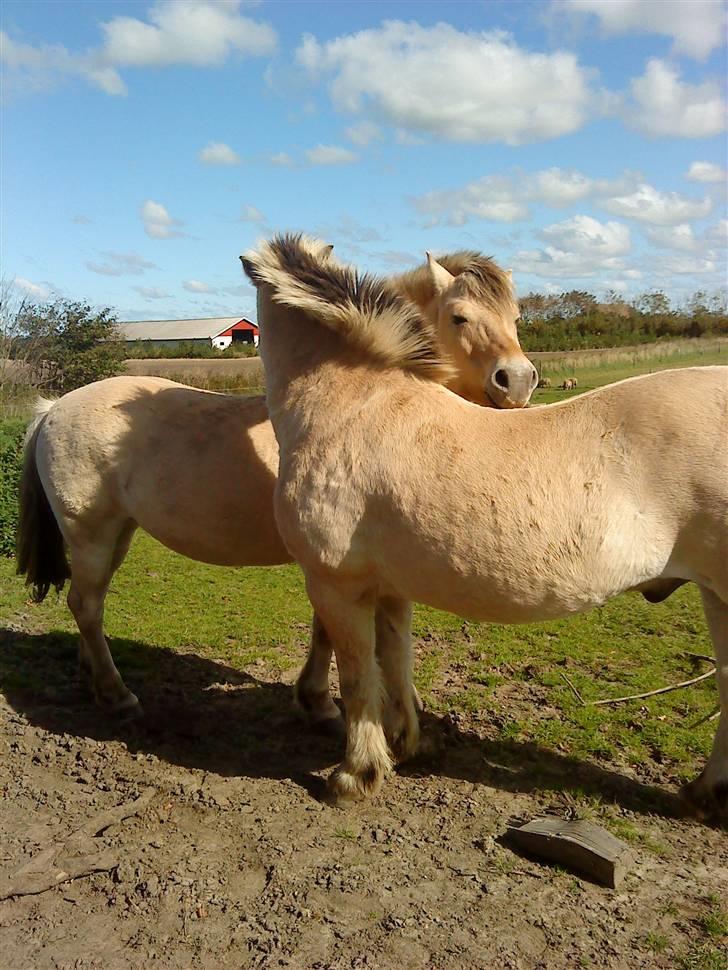 Fjordhest Sif billede 9