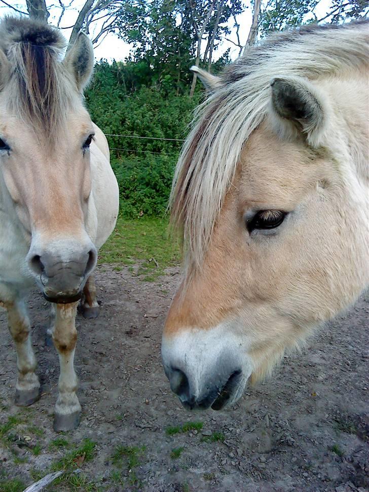 Fjordhest Sif billede 10