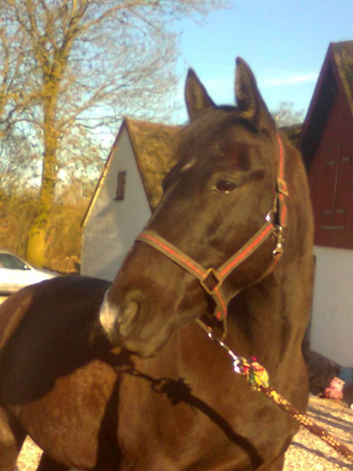 Anden særlig race Leika - Leika holder lige øje med vennerne på folden billede 1