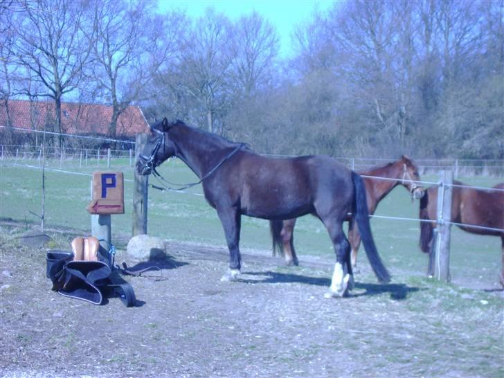 Anden særlig race Leika - Her er Leika lige blevet parkeret billede 2