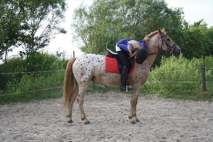 Knabstrupper Apachie <3 - "mor ser lige om jeg står lige med benene. hehe, det gør jeg ikk .. "{foto: kira} billede 12