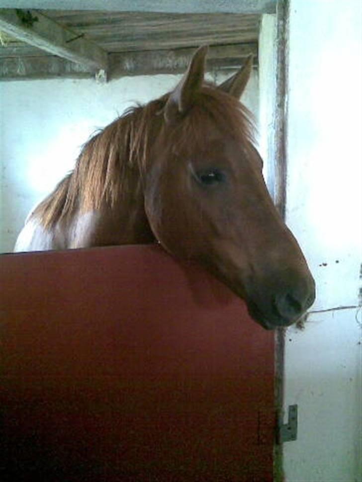 Anden særlig race Mr. Balisto billede 1