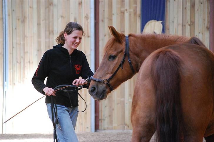 Anden særlig race Mr. Balisto - Koncentration billede 2