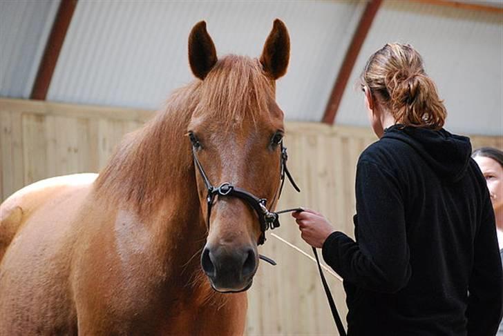 Anden særlig race Mr. Balisto - Hov står du der og tager billeder, når vi er ved at lære nyt. billede 3