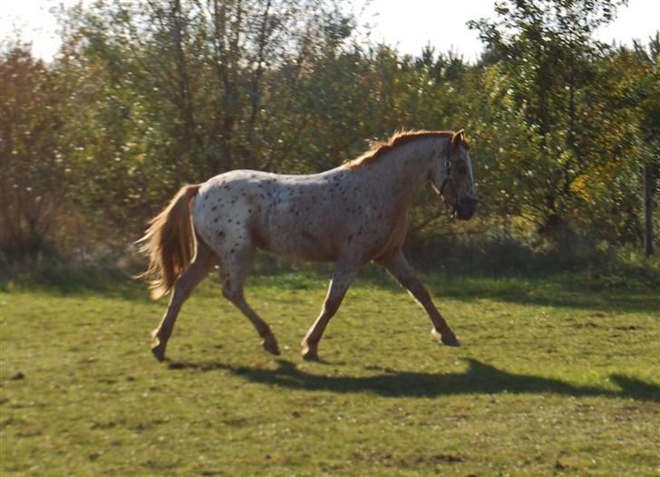 Knabstrupper Apachie <3 - {foto: anita} billede 14