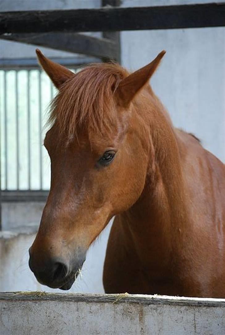 Anden særlig race Mr. Balisto billede 4