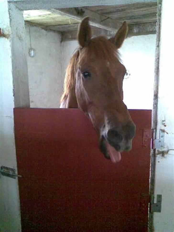 Anden særlig race Mr. Balisto - Gabe trold... billede 5