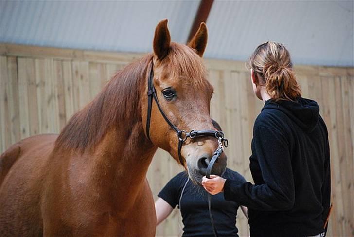 Anden særlig race Mr. Balisto - Klassisk med Christina Holmbæck billede 6