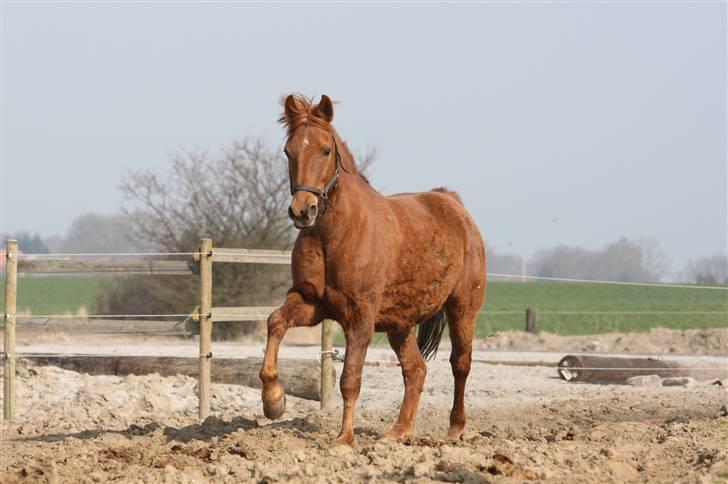 Anden særlig race Mr. Balisto - Beskidt  - men alligevel dejlig bamse billede 8