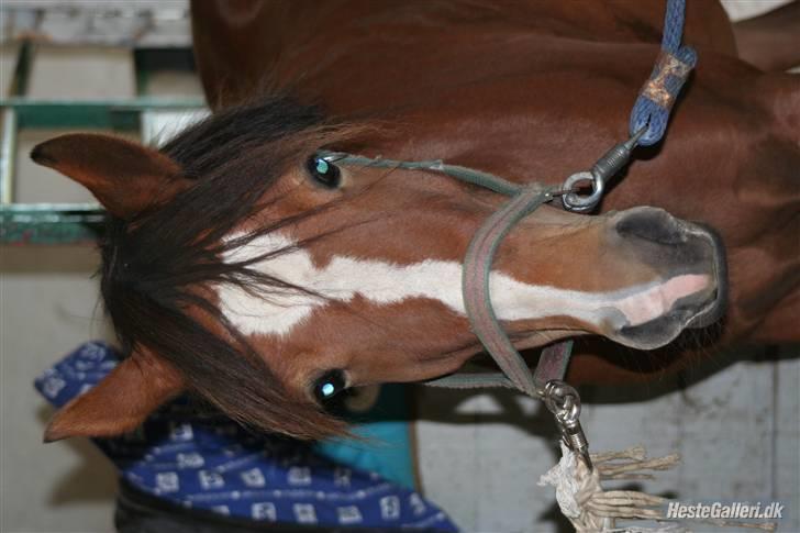 Anden særlig race Starlight (var låne pony) - skyttegaarends starlight billede 2