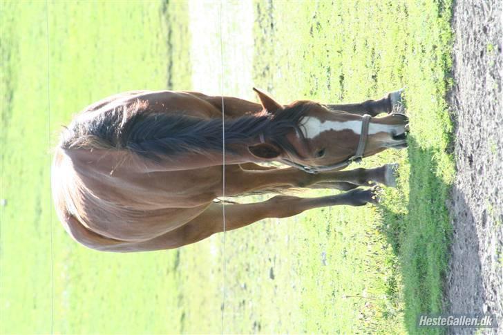 Anden særlig race Starlight (var låne pony) - starlight på folden billede 3