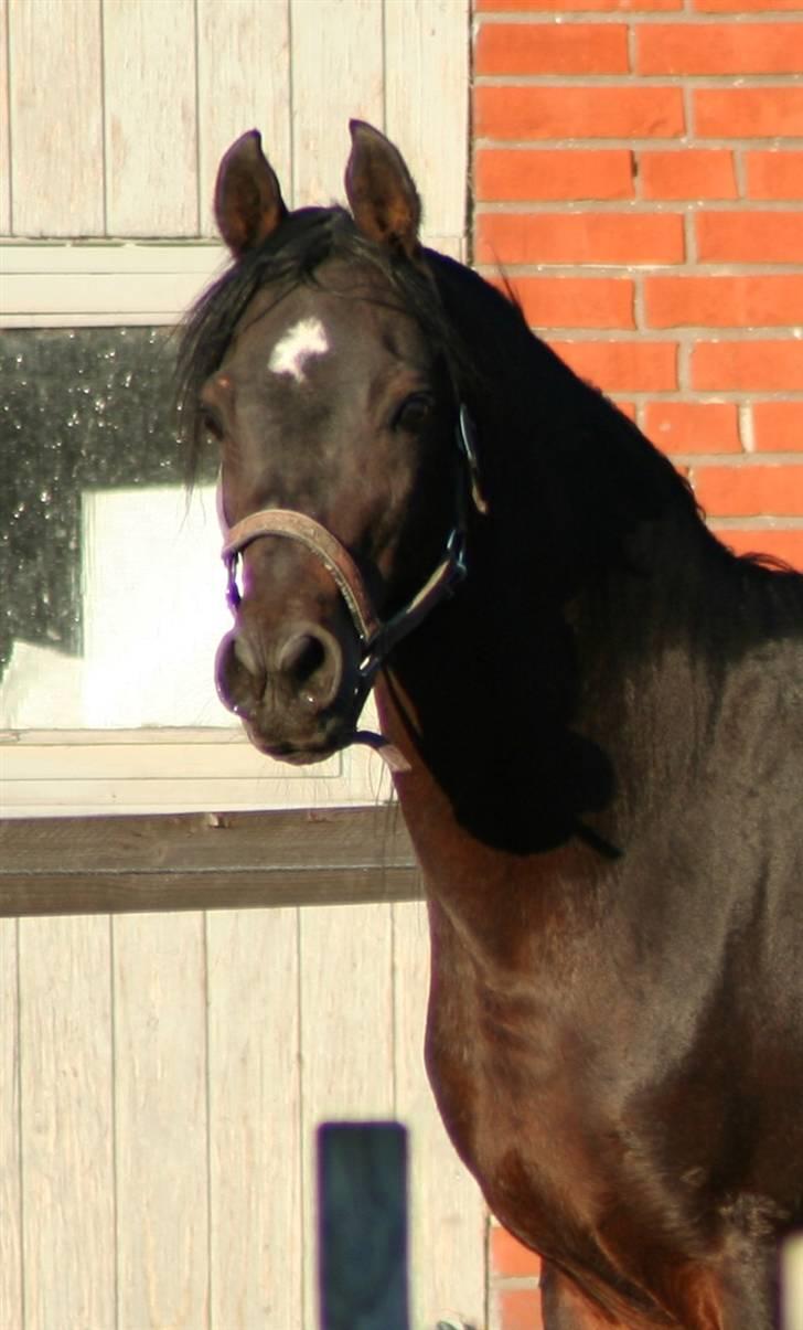 Arabisk fuldblod (OX) The Promise R.I.P. - denne sommer - almindelig foldtid billede 7