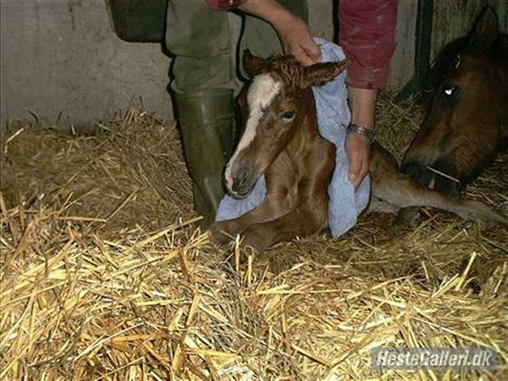 Anden særlig race Starlight (var låne pony) - da starlight blev født billede 4