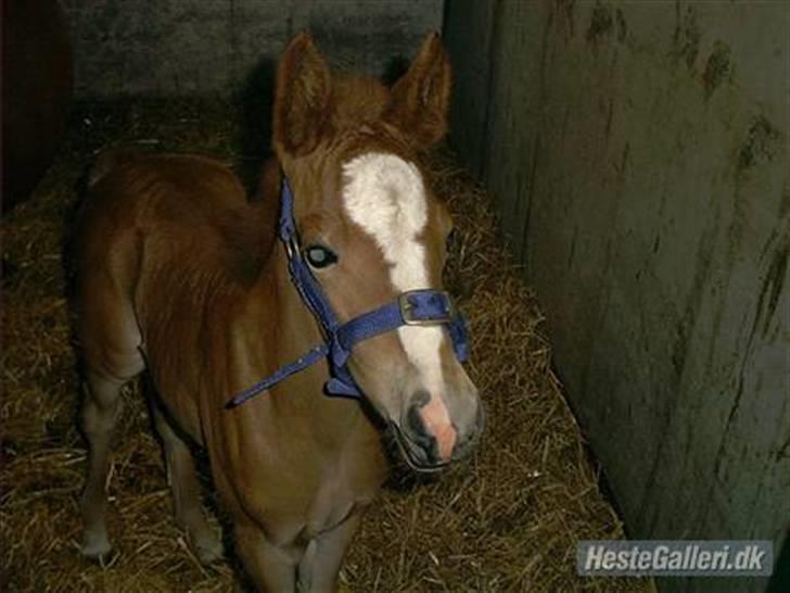 Anden særlig race Starlight (var låne pony) - starlight som føl billede 5