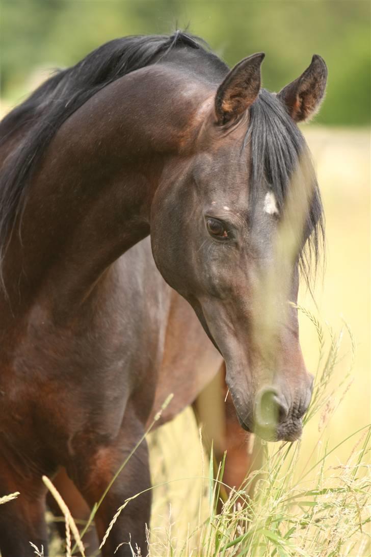 Arabisk fuldblod (OX) The Promise R.I.P. billede 12