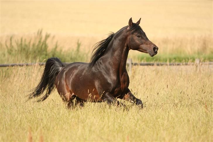 Arabisk fuldblod (OX) The Promise R.I.P. billede 15