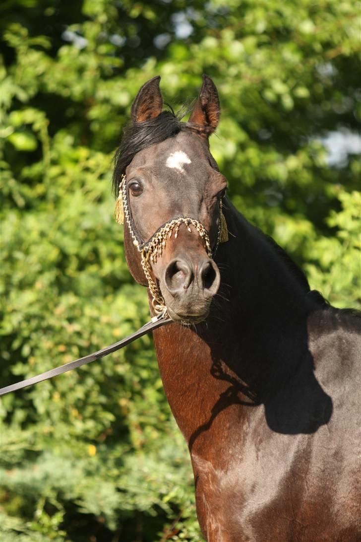 Arabisk fuldblod (OX) The Promise R.I.P. billede 18