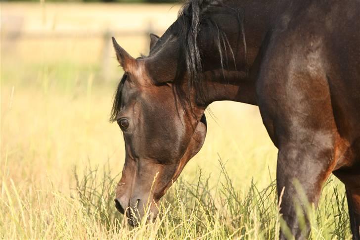 Arabisk fuldblod (OX) The Promise R.I.P. - god vinkel billede 20