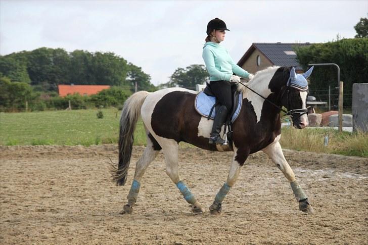 Pinto Tajhs - Trænning august 2010  billede 14