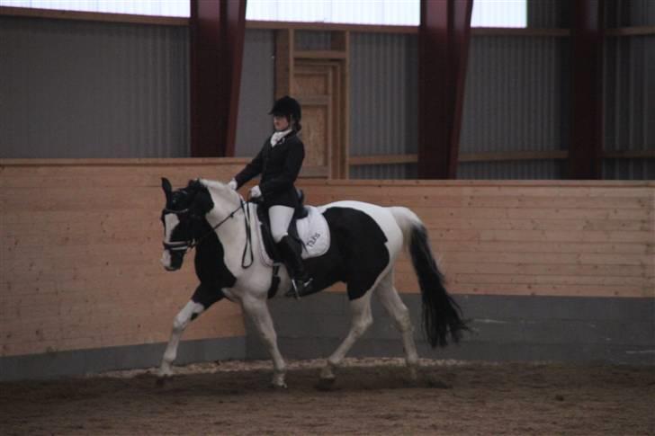 Pinto Tajhs billede 17