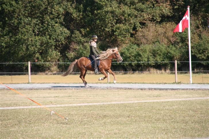 Islænder Vigdís f Skydebanegård R.I.P  - #15. galop blössi stævne 2009 billede 10