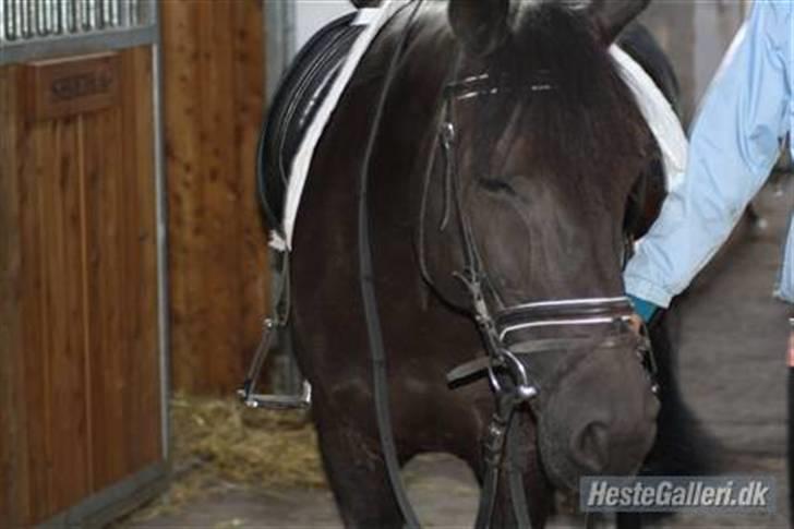 New Forest Sheila [*elevpony*] SOLGT - 15) Lillemusen på staldgangen :p <3 billede 14