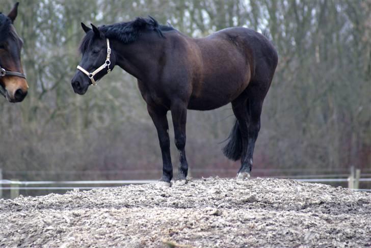 New Forest Sheila [*elevpony*] SOLGT - 16) I´m the king.. *host* queen of the world" :D <3 haha. FOTO: mig - km-photo billede 15