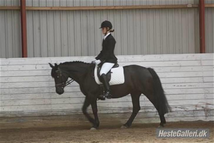 New Forest Sheila [*elevpony*] SOLGT - 17) Sofie rider Sheila til opvarmning inden stævne - LC3 <3 billede 16