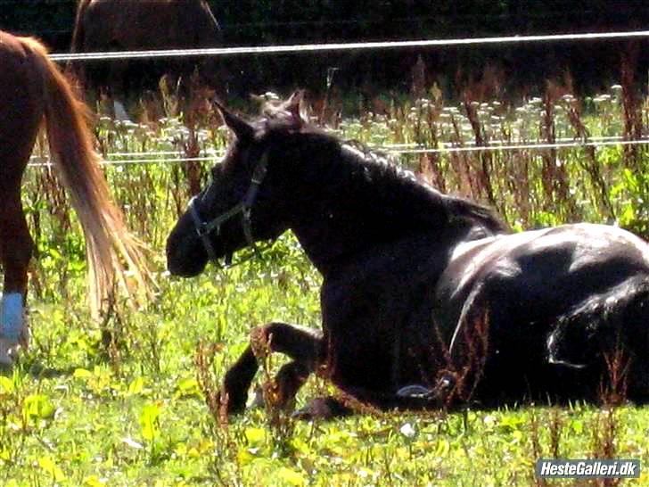 New Forest Sheila [*elevpony*] SOLGT - 18) Tak for besøget hos smukkepigen <3 nu er hun også træt. Kom gerne igen <3 billede 17