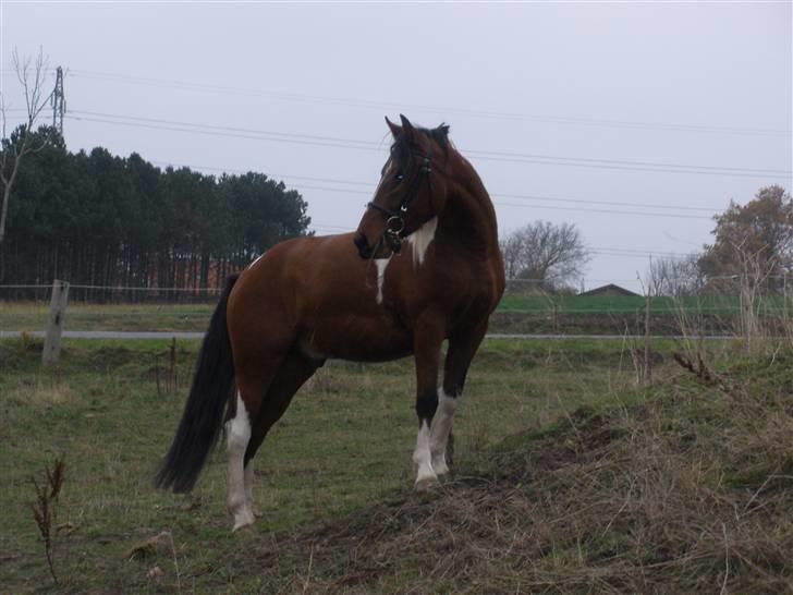 Pinto Argo - D 8/11-09 - Foto: SR billede 16