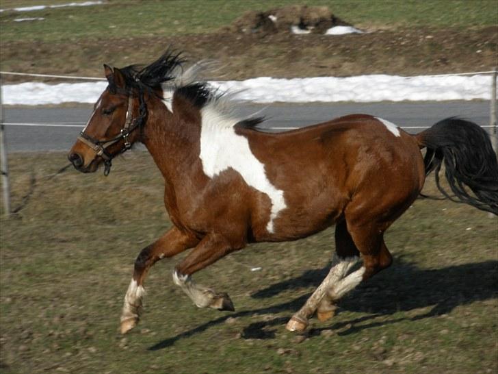 Pinto Argo - D 8/3-10 - Foto: SR billede 1