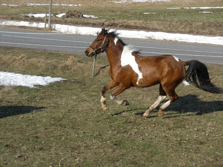 Pinto Argo - D 8/3-10 - Foto: SR billede 17