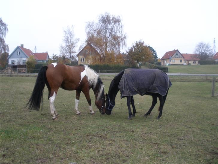 Pinto Argo - D 8/11-09 - Foto: SR billede 18