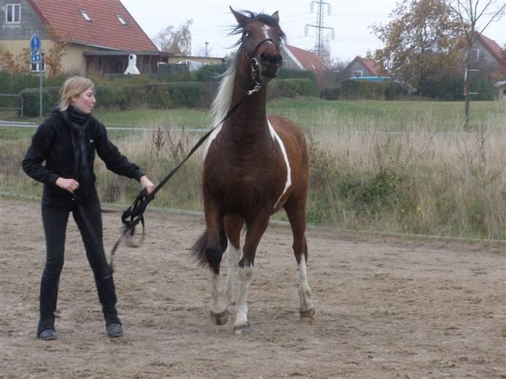 Pinto Argo - D 8/11-09 - Foto: Cmpe billede 19