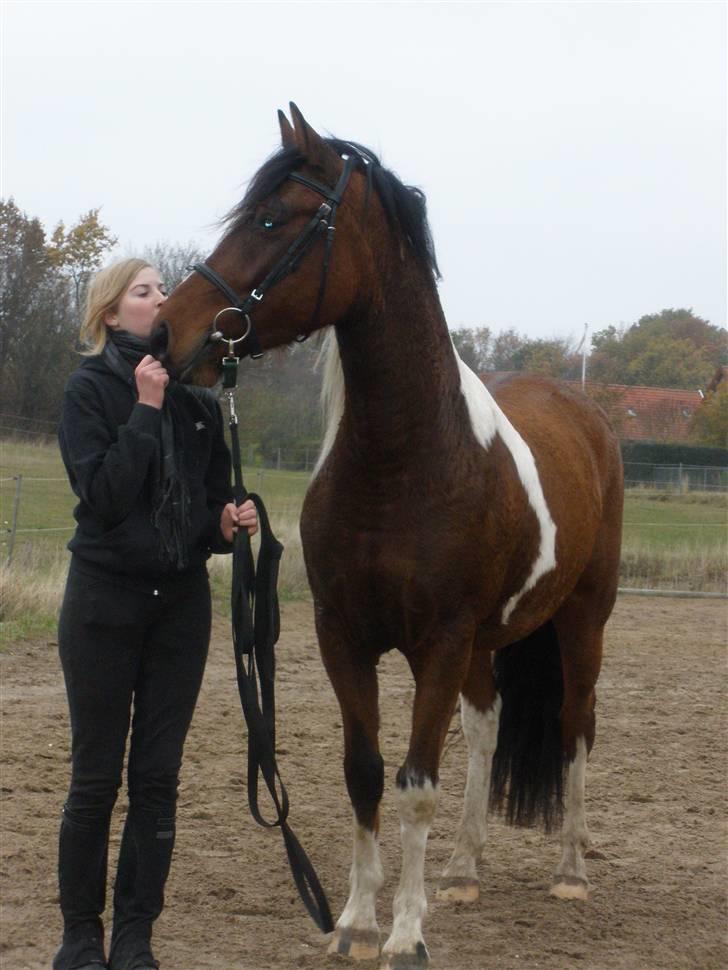 Pinto Argo - D 8/11-09 - Foto: Cmpe billede 20