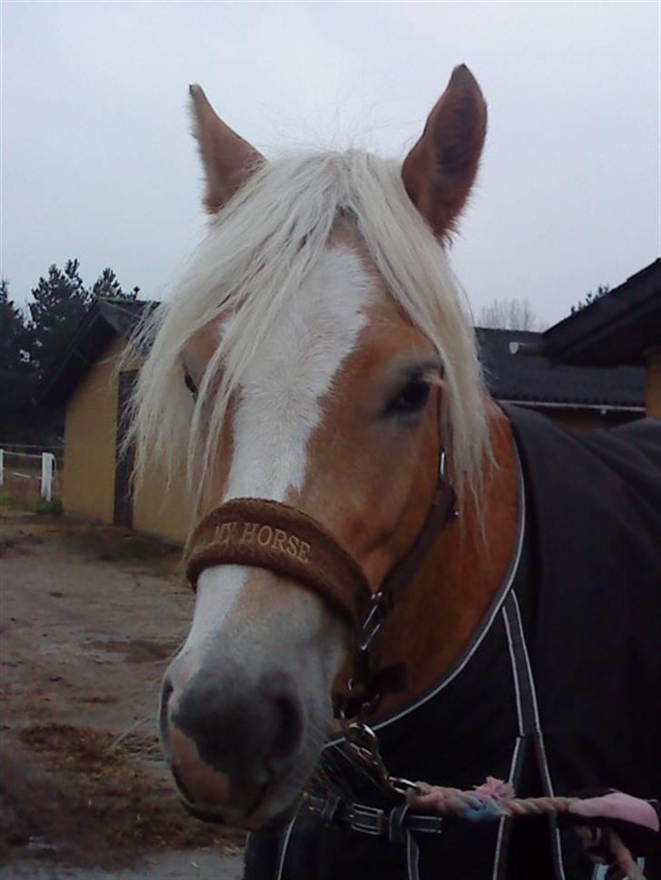Haflinger Mirabell   (Storesøsters) billede 14