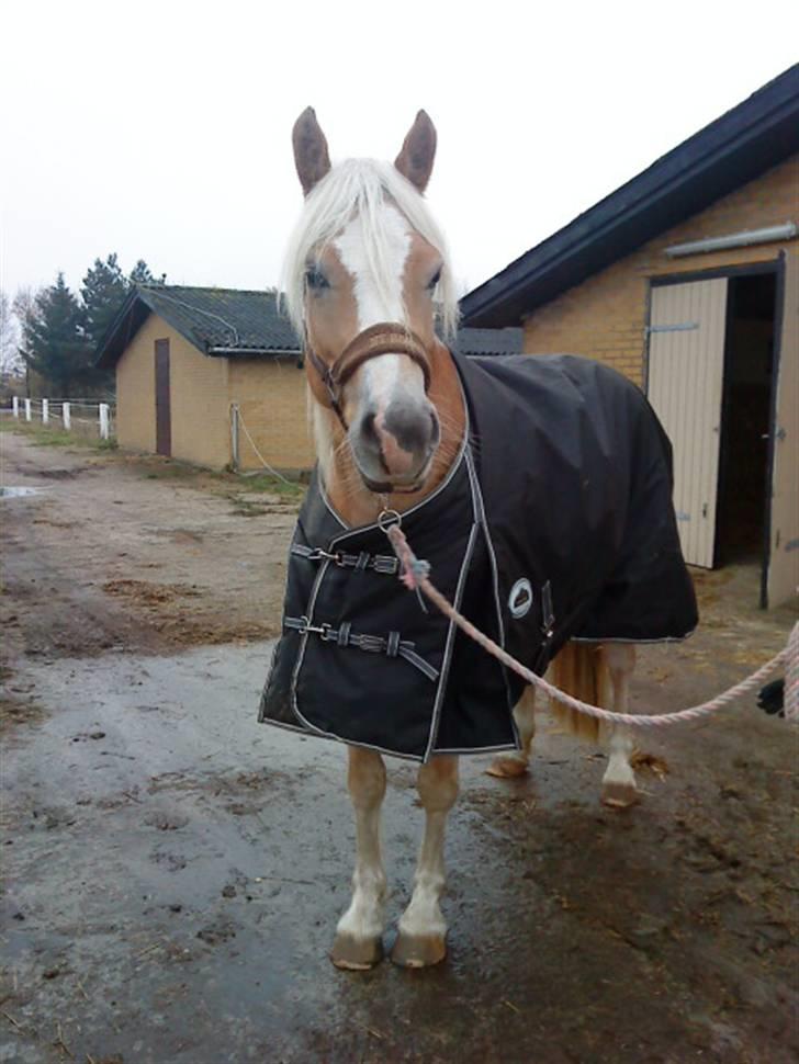 Haflinger Mirabell   (Storesøsters) billede 15