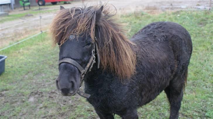 Shetlænder Julius  billede 1