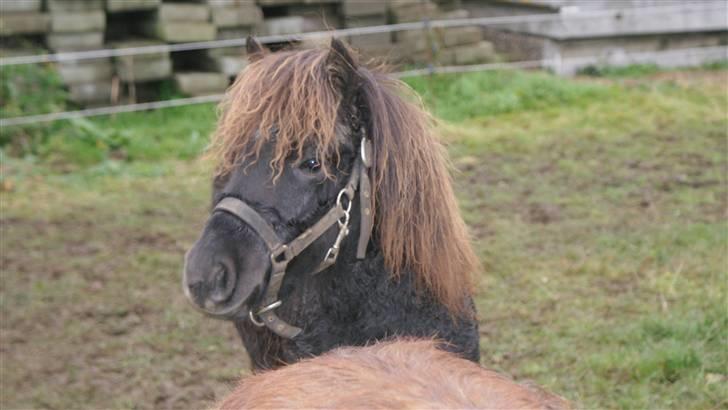 Shetlænder Julius  billede 2