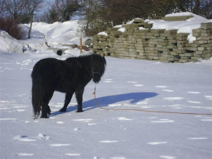 Shetlænder Julius  - Juluis i sneen (: billede 3